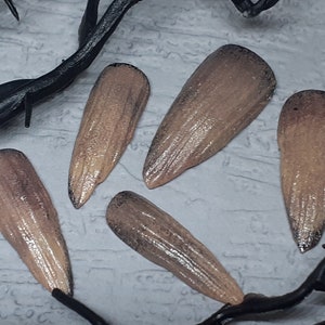 May include: Five natural brown, wooden, seed pods with a textured surface. The pods are arranged on a white surface with a black branch in the background.