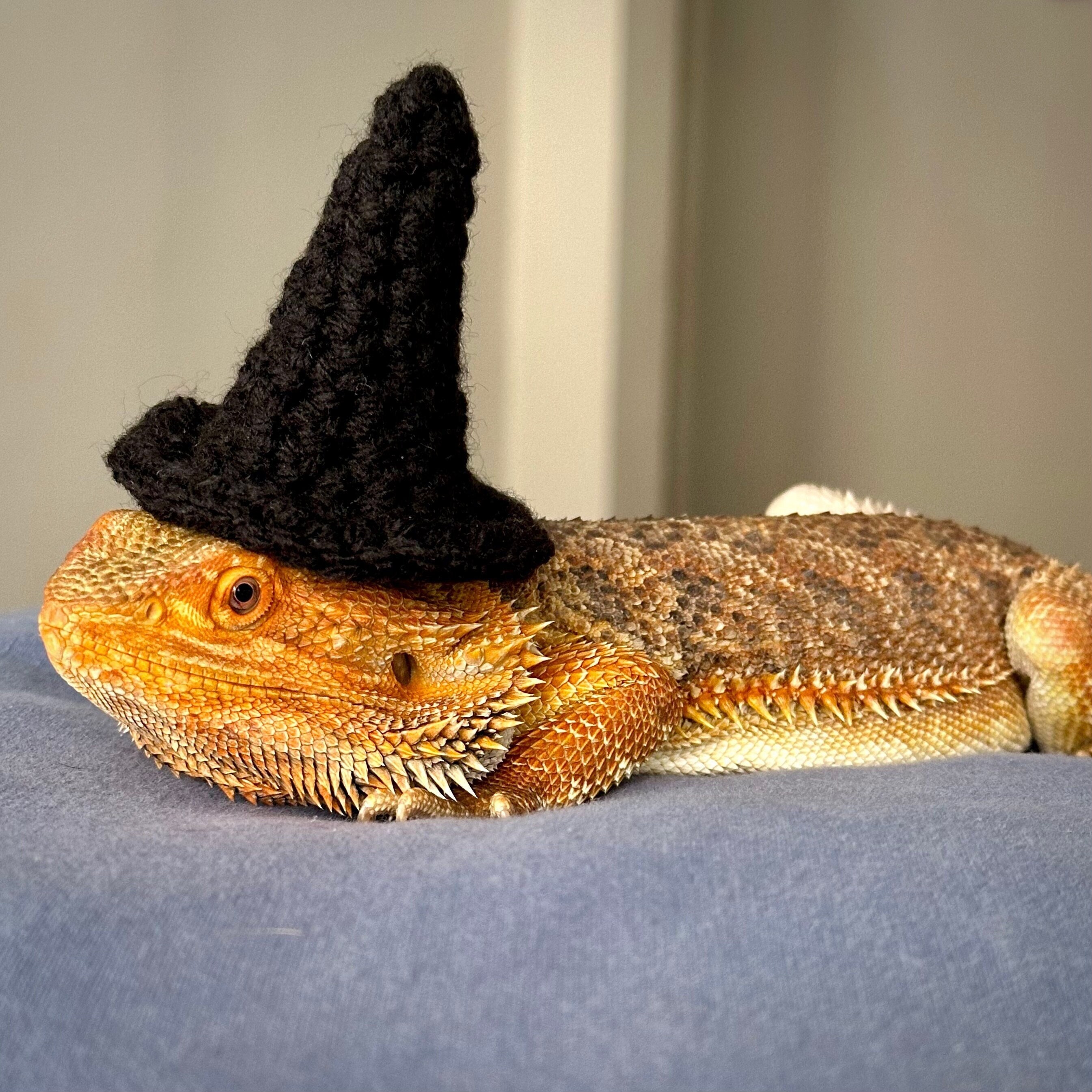 Bearded Dragon Witch Hat Crochet Pattern - Etsy