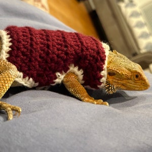 以下が含まれることがあります： 白い縁取りのあるマルーンの編み物セーターを着たヒゲトカゲ。トカゲは青い布の表面に座っています。