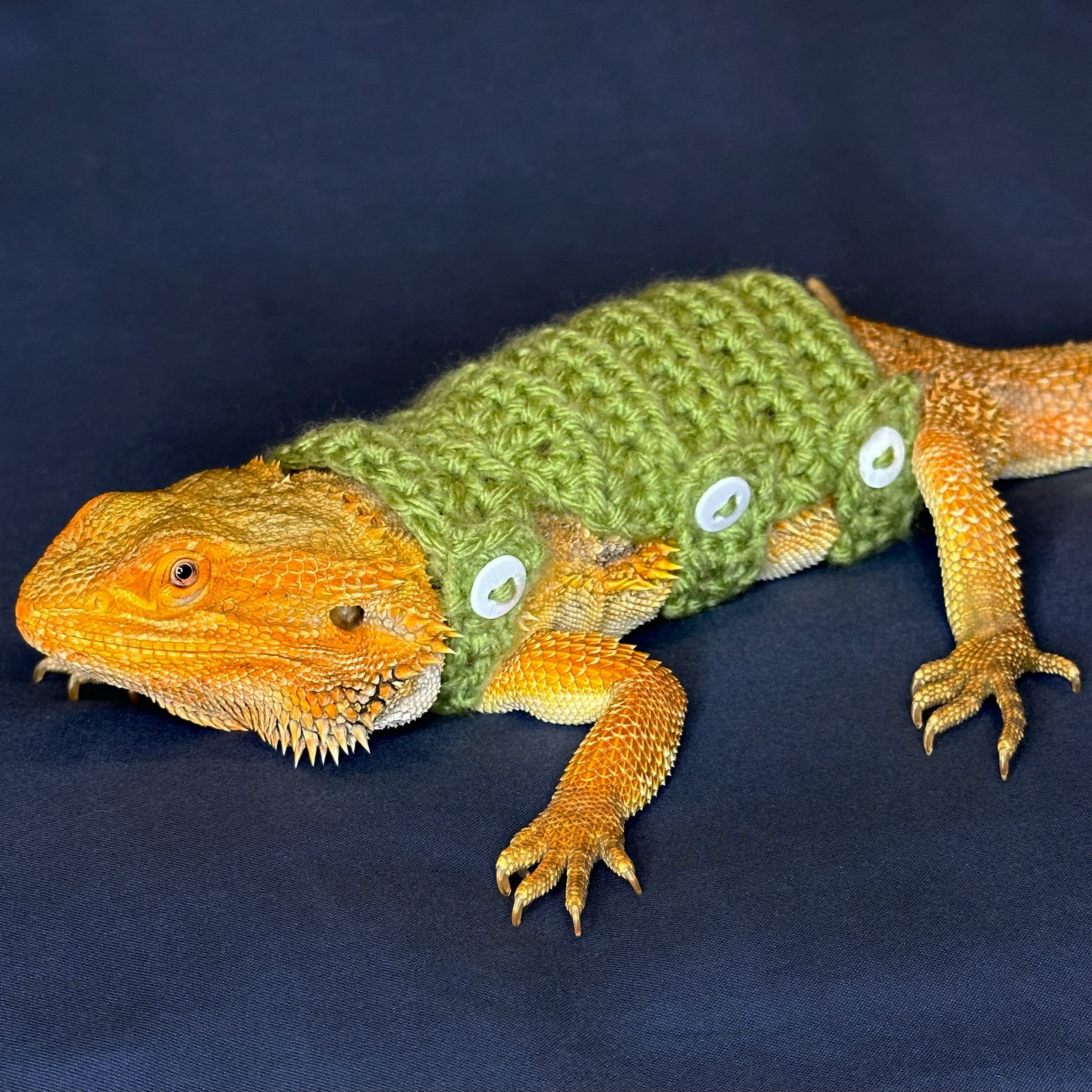 Bearded Dragon Sweater With Buttons Crochet Pattern