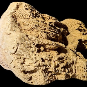 May include: A large, weathered piece of driftwood with a light brown color and a rough, textured surface. The wood has a natural, organic shape and is perfect for use in home decor or as a unique piece of art.