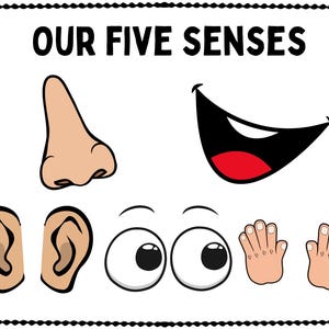Five senses digital download