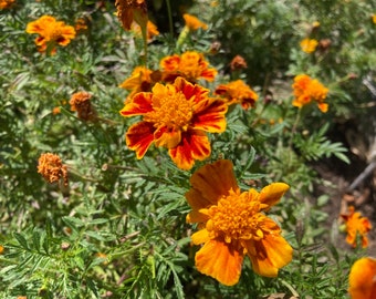 French Marigold Seeds - Pack of 50 Seeds