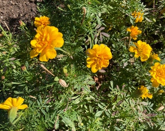 Yellow African Marigold Seeds - Pack of 50 Seeds