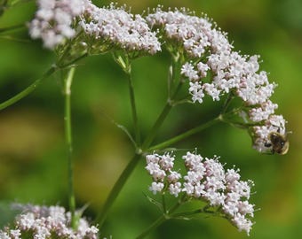 Valerian Wildflower Herbal Plant. 1 rooted Plant. White Flowers. Cottage Garden.