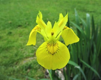 2 Yellow Flag Iris. Hardy perennial. Minimal care. Ornamental pond plant. Suitable for wet, low-lying areas.