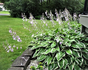 Hosta "Francee". Leafy Mounding Perennial. 2 Rooted Hostas to plant. Shade or part-shade.