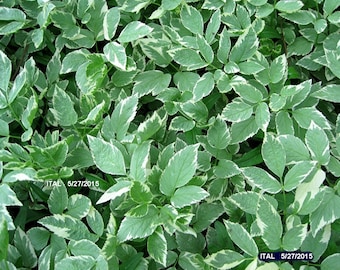 Snow on the Mountain. 5 Live Plants. Shade Perennial. Ground cover. White flowers on a stem.
