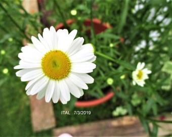 Oxeye Daisy or Wild Daisy. Wildflower . Hardy perennial. White flowers with yellow centers. Cottage Garden