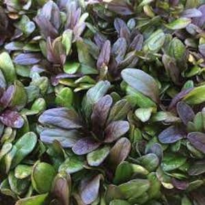 Ajuga &quot;Chocolate Chip&quot;. 4 starter plants. Hardy perennial. Purple flowers. Sun to light shade. Ground cover.