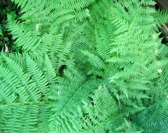 Lady Fern. Clump(s) making up 5 to 6 Fern Fronds. Delicate looking but tough perennial. Shade to partial shade.