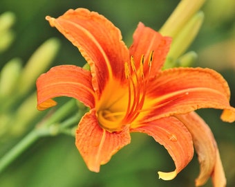 Orange Daylily. 5 Young rooted plants. Perennial. Easy to grow. Full sun/part shade.