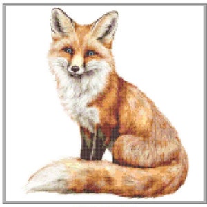 May include: A close-up of a red fox sitting with its tail curled around its body. The fox has a white chest and a bushy tail. The background is white.