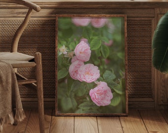 Pink Rose Flower Photography Print - Botanical Wall Art for Dining Room Decor - Nature Photography - Available in 8x10 and 16x20 Sizes