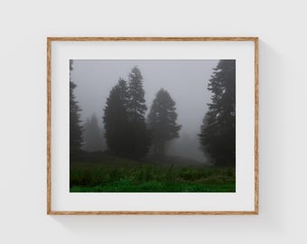 Misty Forest Wall Art Print, Foggy Evergreen Nature Photo, Moody Woodland Landscape, Calming Green Decor, Pacific Northwest Forest Art