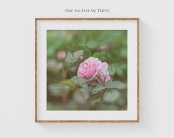 Pink Rose Flower Photography Print - Botanical Wall Art for Pink Bedroom Decor - Nature Photography - Available in 10x10 and 16x16 Sizes