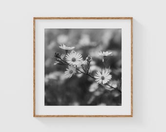 Black and White Daisy Wall Art, Monochrome Wildflower Print, Minimalist Floral Photography for Neutral Decor