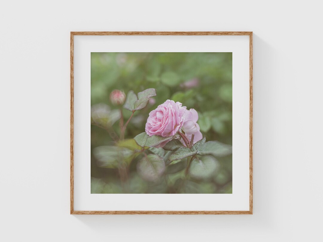 Pink Rose Fine Art Photography Print, Romantic Garden Floral Wall Art ...