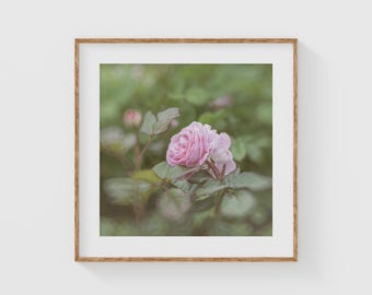 Stampa fotografica artistica di rose rosa, decorazione murale floreale da giardino romantico, foto di fiori con effetto soft focus per camera da letto femminile o arredamento da cottage.