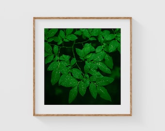 Dark Green Leaf Wall Art, Moody Botanical Print, Rainy Forest Photography, Nature Fine Art Print, Biophilic Modern Wall Decor
