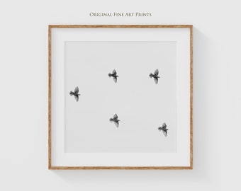 Black and White Starling Fine Art Photography - Minimalist Bird Wall Decor Prints