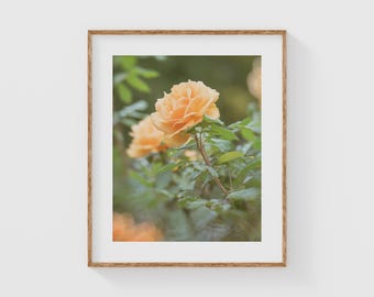 Peach Rose Photography Print, Romantic Botanical Wall Art, Soft Floral Fine Art for Bedrooms