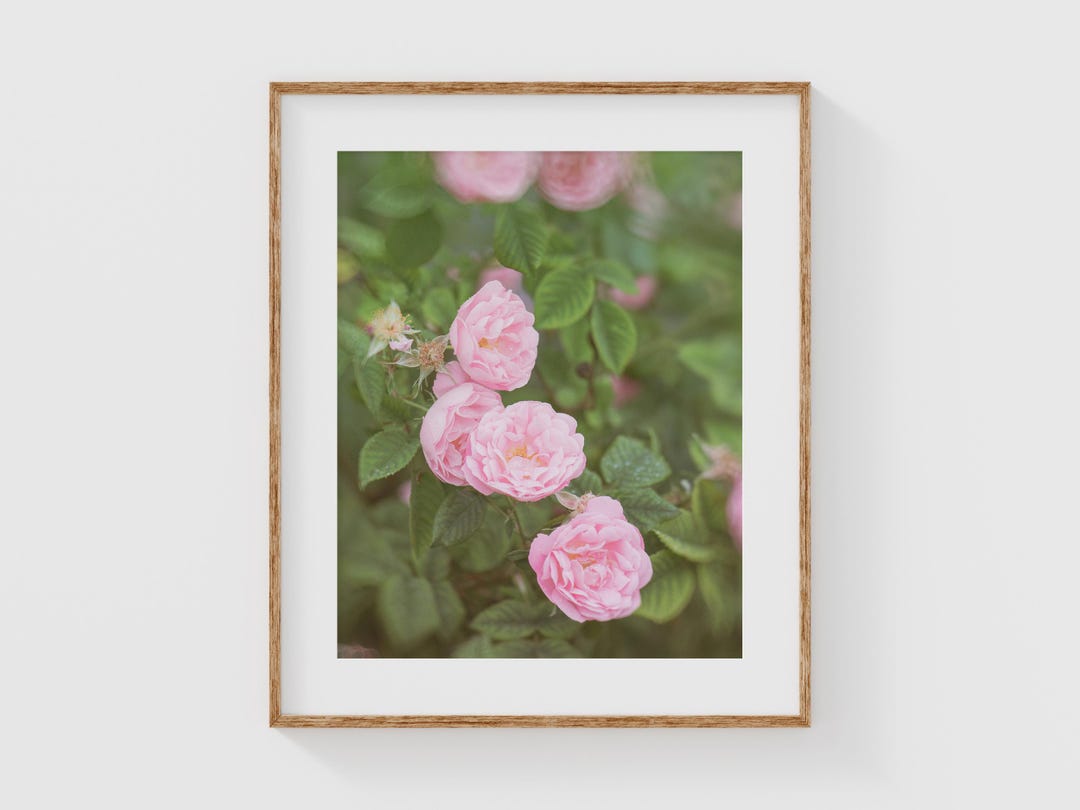 Botanical Fine Art Photography Print, Pink Rose Wall Art, Nature ...