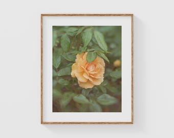 Peach Rose Wall Art Print, Romantic Garden Flower Photo with Dew, Cottage Bedroom or Bathroom Decor, Soft Floral Nature Artwork