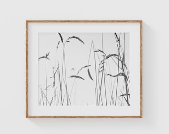 Black and White Grass Print, Minimal Nature Wall Art, Fine Art Photography of Wild Grasses, Modern Botanical Print for Neutral Decor