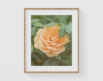 Peach Rose Wall Art, Romantic Floral Photography Print, Botanical Fine Art Flower Photo, Soft Pastel Nature Artwork, Feminine Cottage Decor