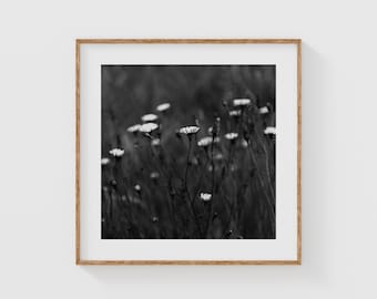 Black and White Wildflower Print, Moody Daisy Field Photography for Earthy Minimalist Wall Art