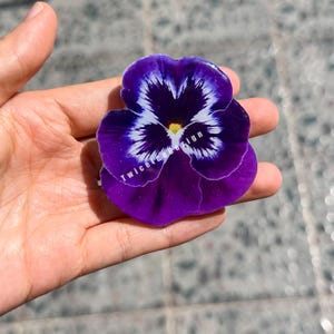 May include: A vibrant purple and white pansy flower held in a hand. The flower has a dark purple center with white and purple markings. The text "Twice the design" is visible on the flower.