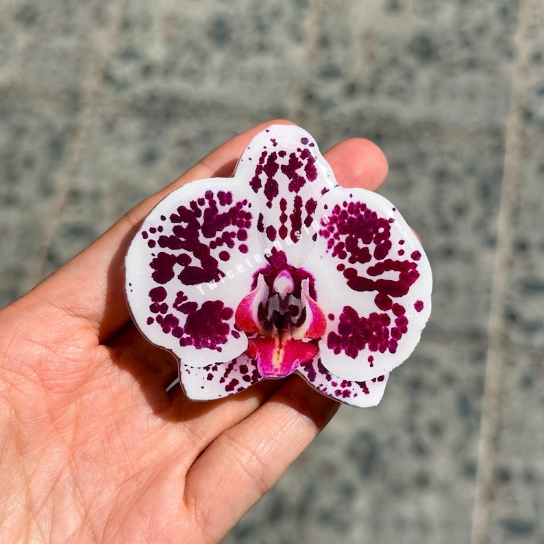 May include: A white orchid flower with dark purple spots and a pink center. The flower is held in a hand, showcasing its intricate details and natural beauty. The orchid's petals are delicately shaped, creating a visually appealing floral design.