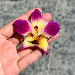 May include: A close-up of a vibrant orchid flower with purple and yellow petals. The flower has a detailed center with brown and red markings. The flower is held in a hand, showcasing its delicate beauty. The flower is a Phalaenopsis orchid.