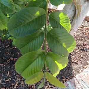 50+ Fresh Guava leaves