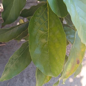 30+ Organic fresh avocado leaves