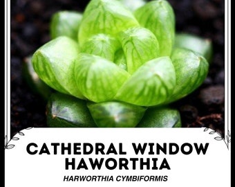 Ventana de la Catedral Haworthia - Harworthia cymbiformis - Semillas 'Suculentas' Raras - Cactus Cebra, Verde-Amarillo, Planta Perla, Planta Ventana Estrella