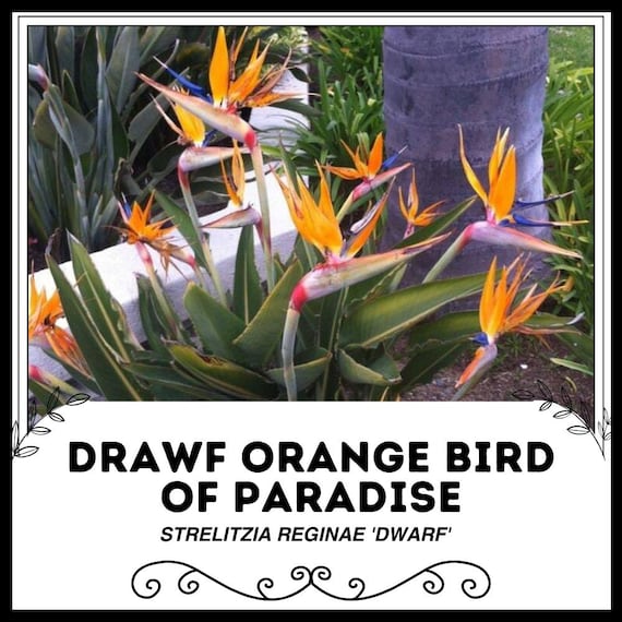 ドローフ オレンジ 極楽鳥花 - ストレリチア レギネ 'ドワーフ' - 希少