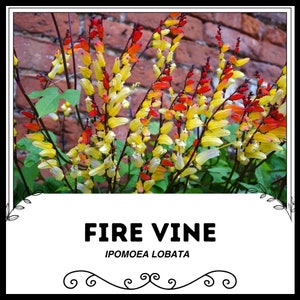 Fire Vine - Ipomoea lobata - Rare 'Plant' Seeds - Spanish Flag, Red-Yellow, Firecracker Vine, Cardinal Climber,Spanish Flag Vine,Mina Lobata