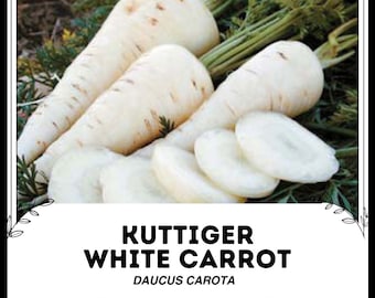 Kuttiger vit morot - Daucus carota - sällsynt arvegods