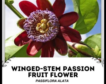 Flor de maracuyá de tallo alado - Passiflora Alata - Semillas de 'frutas' raras - Flor de la pasión alada, maracuyá perfumada, granadilla fragante
