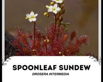 Spoonleaf Sundew - Drosera intermedia - Rare 'Carnivorous' Seeds - Drosera spatulata, Cape Sundew, Red-White, Spoon leaved Sundew, Dewy Pine