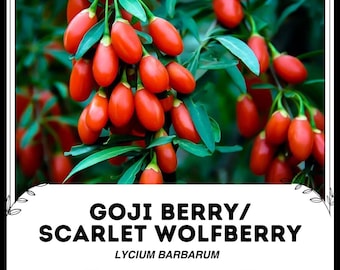 Baya de Goji / Wolfberry escarlata - Lycium barbarum - Semillas raras de 'frutas' - Wolfberry chino, vid matrimonial, níspero rojo, espino chino