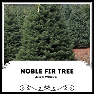 Noble Fir Tree - Abies procer - Rare 'Christmas Tree' Seeds - Cascade Fir, White Fir, Noble Silver Fir, Green-Yellow, Pinaceae, Oregon Fir