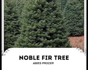 ノルドマンモミ（Abies Nordmanniana）、クリスマスツリー、コーカサス