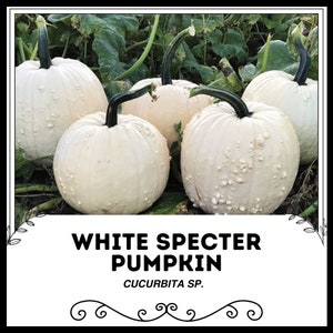 White Specter Pumpkin - Cucurbita sp. - Rare Heirloom Vegetable