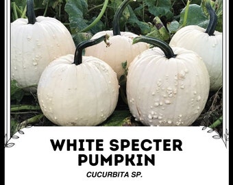 Calabaza espectro blanco - Cucurbita sp. - Verdura rara y tradicional