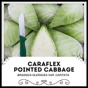 Caraflex Pointed Cabbage - Brassica oleracea var. capitata - Rare Heirloom Vegetables