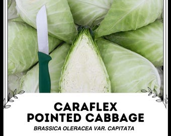 カラフレックス ポインテッドキャベツ - Brassica oleracea var