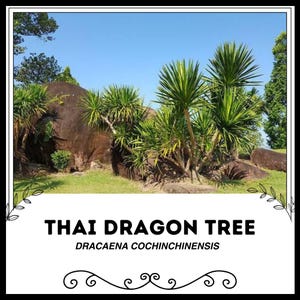 Albero del drago tailandese - Dracaena cochinchinensis - Semi di &#39;pianta&#39; rari - Bambù fortunato, Dracaena Marginata, Albero del drago del Madagascar, Dracaena con bordo rosso